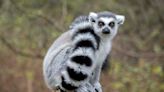 Smithsonian's National Zoo Gives Cool Insight Into How They Train Lemurs