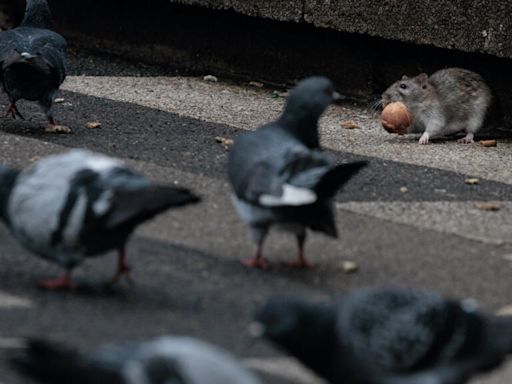 'Au revoir Ratatouille' says Paris pest control ahead of Olympics