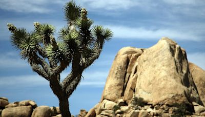 Senators propose renaming Joshua Tree Visitor Center after late Sen. Dianne Feinstein