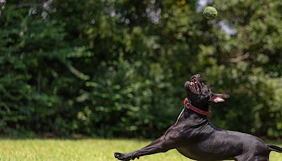 新州簡訊 3個月大嬰兒被鬥牛犬咬死