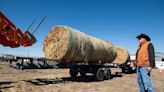 Wildfires ravage cattle country, threatening Texas’ agriculture economy