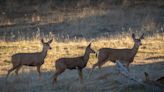 Deadly brain disease found in two California deer