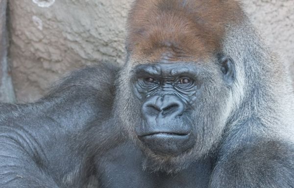 Gorilla at Saint Louis Zoo named Little Joe dies from heart disease, zoo officials say