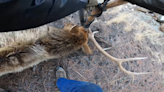 Elk carried rope swing stuck on antlers for 6 months. He’s finally free, CO video shows