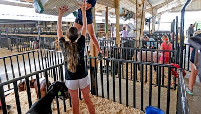 71st Dubuque County Fair offers fun from carnival rides to sea lion show