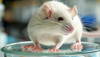 Científicos consiguen alargar un 25% la vida de ratones: ¿cuál puede ser el impacto en los humanos?