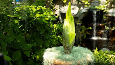 Corpse flower set to bloom at Butterfly House