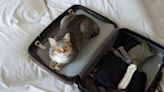 'Cat’s out of the bag': TSA finds cat in traveler's checked luggage, shares X-ray image