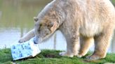 Christmas Day keeps park rangers busy with festive presents for zoo animals