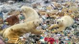 Human garbage is a plentiful but dangerous source of food for polar bears finding it harder to hunt seals on dwindling sea ice