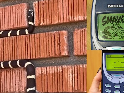 'Nokia Snake Game In Real Life': Viral Video Showing Kingsnake Slithering On Wall Reminds Netizens Of Popular Phone Game