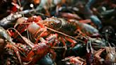 Louisiana governor issues disaster declaration for crawfish shortage amid extreme weather and drought