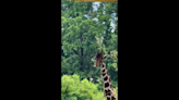 Rain-sipping giraffe finds ‘joy in every drop,’ Maryland zoo says. Check out the video