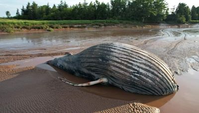 'How did it get there?': Young Humpback whale dies after swimming up Nova Scotia's Shubenacadie River