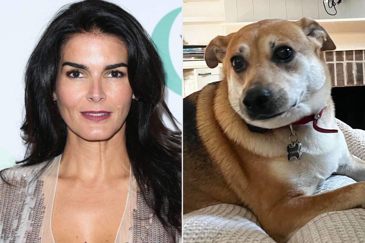 Angie Harmon Opens Up About the 'Unfathomable' Pain of Losing Her Dog After He Was Shot by Instacart Driver (Exclusive)