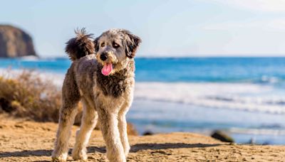 Aussiedoodle: Dog Breed Characteristics and Care