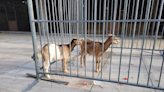 University of Florida finds 'goat' on campus. And no, it's not Tim Tebow