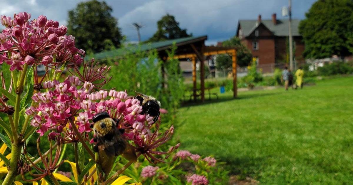 Gardening workshop series underway at Indiana and Chevy Chase community gardens