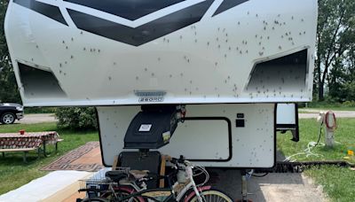 Fish fly swarms have arrived in Michigan