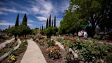 El Paso Municipal Rose Garden is in full bloom in Central El Paso