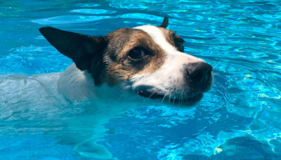 Jack Russel Terrier Is Having a ‘Greek Girl Summer’ and the Internet Is So Into It