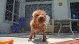 I'm a dog groomer - a 'hyper and crazy' breed is 'the bane of my existence'