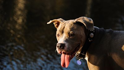 Rescue Pit Bull Needs Yellow Slicker to Feel Safe on Rainy Days After Surviving Hurricane