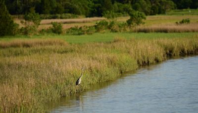 Chesapeake Bay ‘dead zone’ predicted to be only slightly larger than normal this year