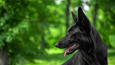 National Black Dog Day 2024: When It Is & How to Celebrate