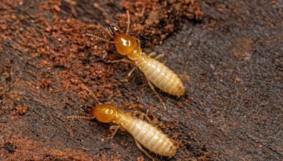 American cities face mass termite invasion, scientists warn