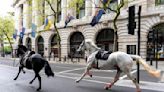 Rush hour chaos in London as 5 military horses run amok | Honolulu Star-Advertiser