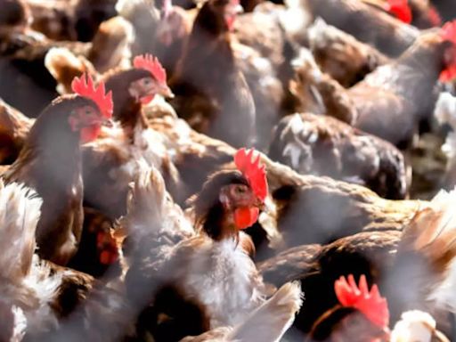 Four More Health Care Workers Linked To Missouri Bird Flu Case Reported Respiratory Symptoms, Says CDC