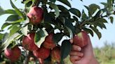 North Georgia apple orchard ranked as 2nd best in America, according to USA Today