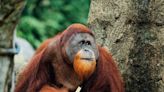 Injured orangutan observed treating his own wound with medicinal plant, scientists say