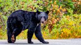 Dead black bear found in Arlington, Virginia was struck by car, illegally dumped, AWLA says