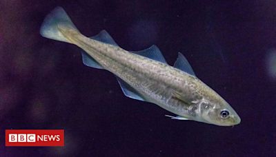 Vida marinha: o misterioso mundo dos peixes que se comunicam por zumbidos e puns