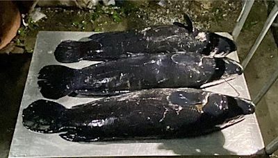 日月潭魚虎邁入繁殖季 漁民「除虎」抓抱卵母魚阻幼魚出生 - 生活