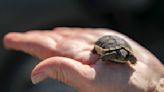 California has officially listed the desert tortoise as endangered. Will it be enough to save them?