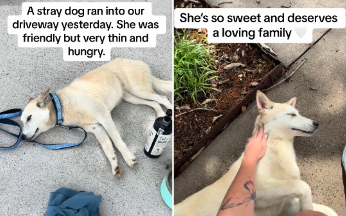 Stray dog appears out of nowhere at ranch in need of help—now it's her home