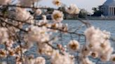 Japan is giving Washington 250 new cherry trees to replace those to be lost in construction work