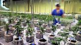 Cannabis Stocks Soar on Reports of Possible Reclassification