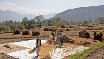 Global rice prices drop after India allows white rice exports