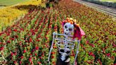 Sembradores de México esperan que el Día de Muertos les ayude a sobrevivir la sequía