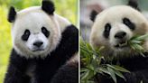Pandas will return to Washington's National Zoo from China