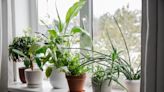 Struggling at night? Here are the 5 houseplants that will help you sleep