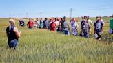 Wheat variety tours crisscross the state