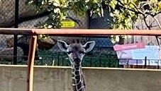 Baby giraffe panics, dies after its head got stuck in a hay feeder at Roosevelt Park Zoo