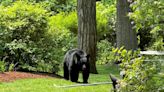 Latest sightings suggest Southeastern Mass. has two black bears roaming towns. Here's why.