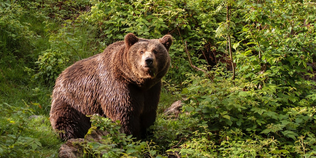 Viral question asks women if they’d rather be alone in the woods with a bear or a man