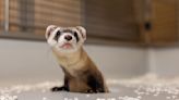 Scientists Clone Two Black-Footed Ferrets From Frozen Tissues in Conservation Effort